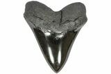 5.05" Fossil Megalodon Tooth - Polished Blade - #203051-1